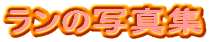 �����̎ʐ^�W
